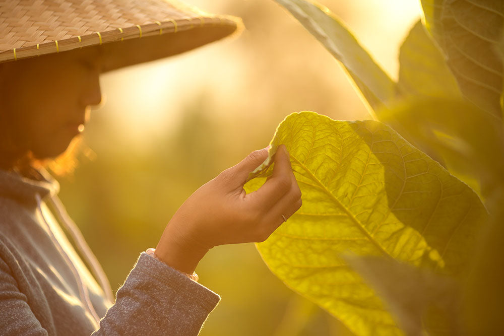 organically grown snus bali