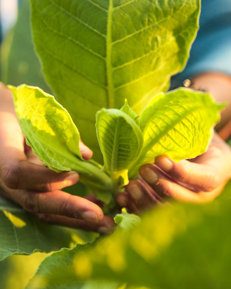 organically grown tigersnus snus tobacco from indonesia